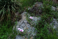 Ipomoea longifolia; Photo credit: JesÃºs SÃ¡nchez-Escalante (2)