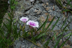 Ipomoea longifolia; Photo credit: JesÃºs SÃ¡nchez-Escalante (2)