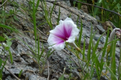 Ipomoea longifolia; Photo credit: JesÃºs SÃ¡nchez-Escalante (2)