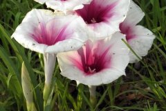Ipomoea longifolia; Photo credit: Tom Van Devender