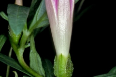Ipomoea madrensis; Photo credit: Andrew McDonald