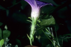 Ipomoea meyeri; Photo credit: Daniel Austin