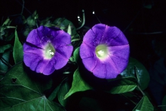 Ipomoea meyeri; Photo credit: Daniel Austin