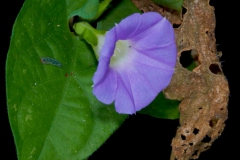 Ipomoea meyeri; Photo credit: Sune Holt