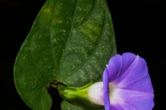 Ipomoea meyeri; Photo credit: Sune Holt