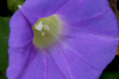Ipomoea meyeri; Photo credit: Sune Holt