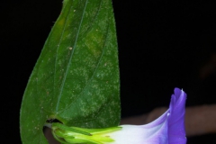 Ipomoea meyeri; Photo credit: Sune Holt