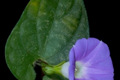 Ipomoea meyeri; Photo credit: Sune Holt