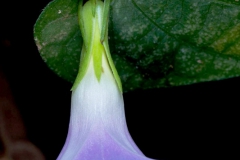 Ipomoea meyeri; Photo credit: Sune Holt