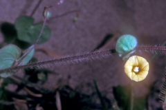 Ipomoea minutiflora; Photo credit: Daniel Austin