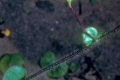 Ipomoea minutiflora; Photo credit: Daniel Austin