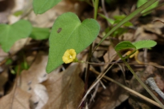 Ipomoea minutiflora; Photo credit: Michael Chamberland