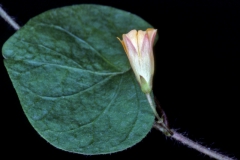 Ipomoea minutiflora; Photo credit: Andrew McDonald