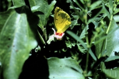 Merremia dissecta; Photo credit: Daniel Austin (1)