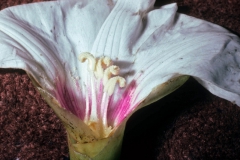 Merremia dissecta; Photo credit: Daniel Austin (1)