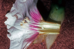 Merremia dissecta; Photo credit: Daniel Austin (1)