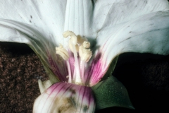 Merremia dissecta; Photo credit: Daniel Austin (1)