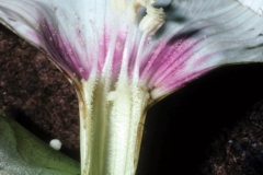 Merremia dissecta; Photo credit: Daniel Austin (1)
