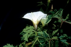 Merremia dissecta; Photo credit: Daniel Austin (2)