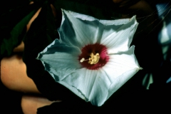 Merremia dissecta; Photo credit: Daniel Austin (1)