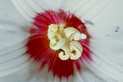 Merremia dissecta; Photo credit: Daniel Austin (1)