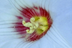 Merremia dissecta; Photo credit: Daniel Austin (1)