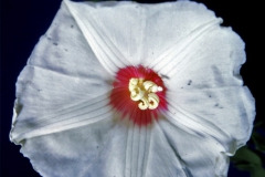 Merremia dissecta; Photo credit: Daniel Austin (1)