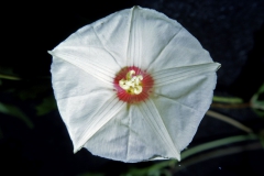 Merremia dissecta; Photo credit: Daniel Austin (1)
