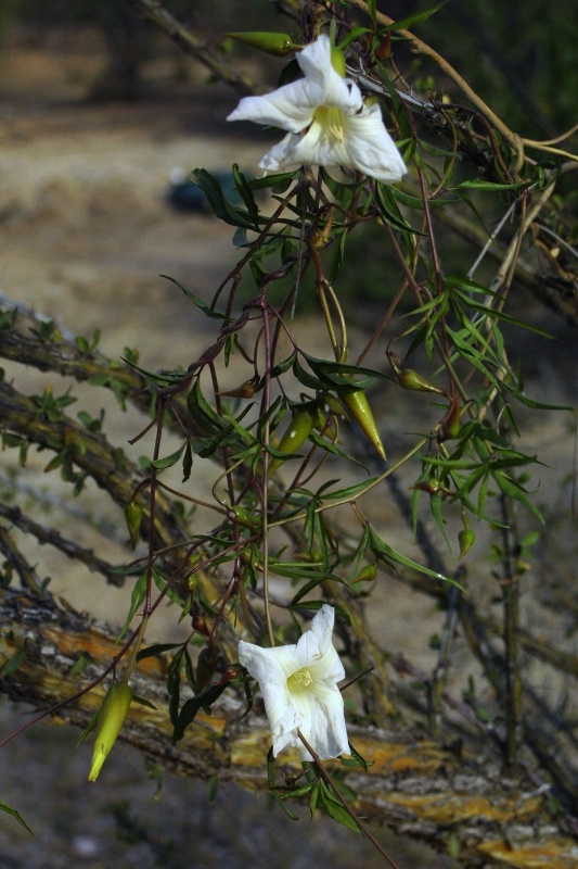 Merremia palmeri; Photo credit: JesÃºs SÃ¡nchez-Escalante (2)