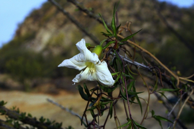 Merremia palmeri; Photo credit: JesÃºs SÃ¡nchez-Escalante (2)