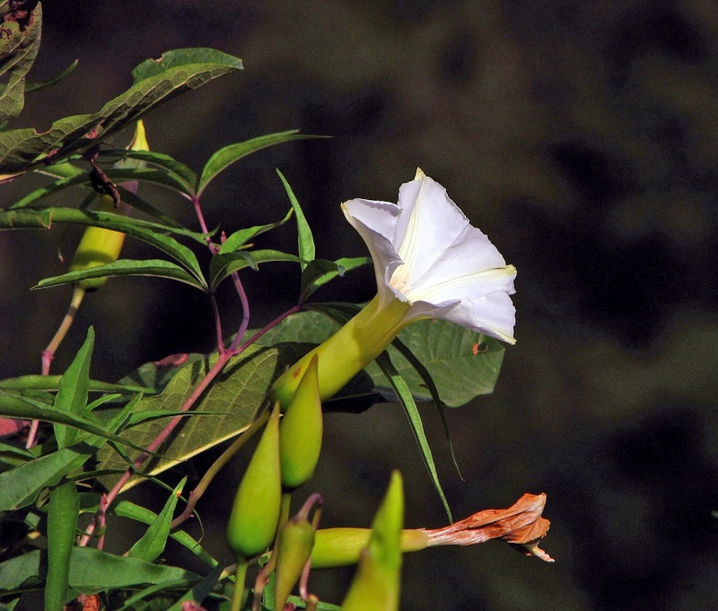 Merremia palmeri; Photo credit: JesÃºs SÃ¡nchez-Escalante (1)