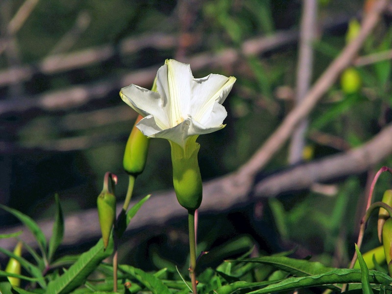 Merremia palmeri; Photo credit: JesÃºs SÃ¡nchez-Escalante (1)
