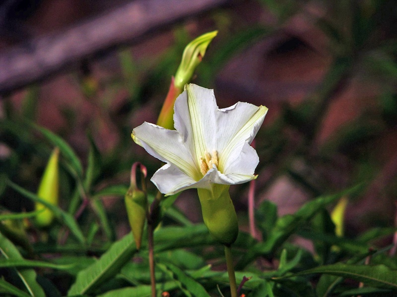 Merremia palmeri; Photo credit: JesÃºs SÃ¡nchez-Escalante (1)