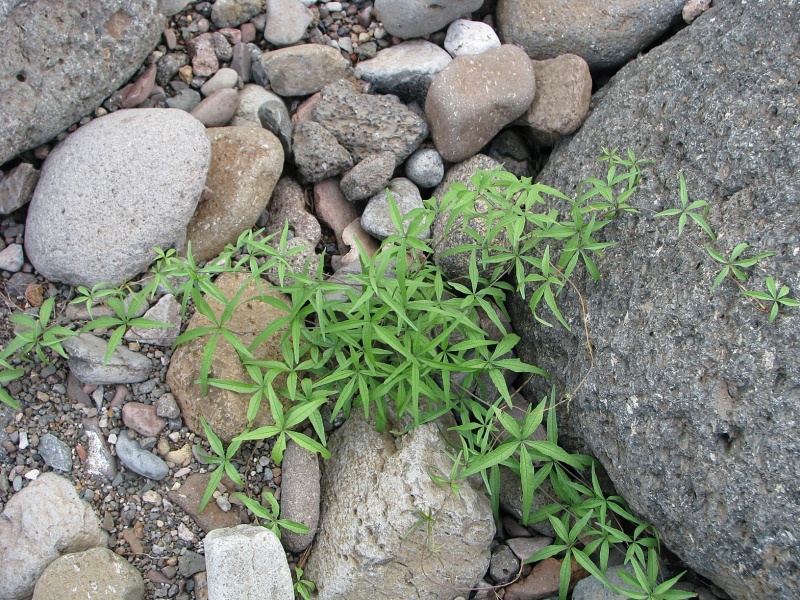Merremia palmeri; Photo credit: JesÃºs SÃ¡nchez-Escalante (1)
