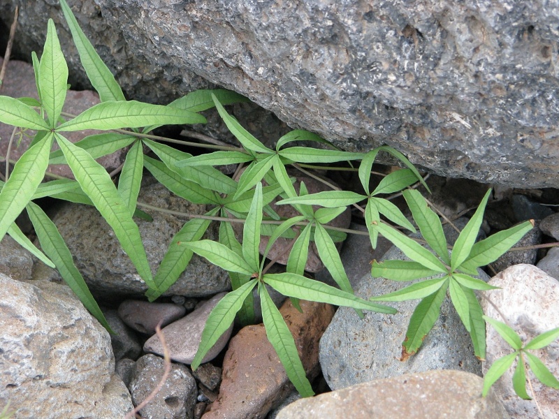 Merremia palmeri; Photo credit: JesÃºs SÃ¡nchez-Escalante (1)