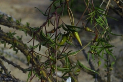 Merremia palmeri; Photo credit: JesÃºs SÃ¡nchez-Escalante (2)