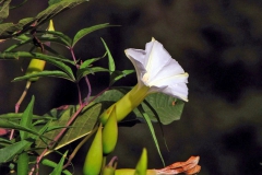 Merremia palmeri; Photo credit: JesÃºs SÃ¡nchez-Escalante (1)