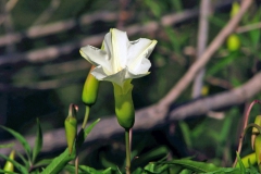 Merremia palmeri; Photo credit: JesÃºs SÃ¡nchez-Escalante (1)