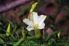 Merremia palmeri; Photo credit: JesÃºs SÃ¡nchez-Escalante (1)