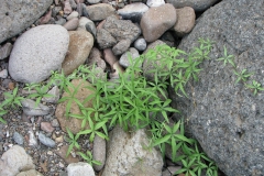 Merremia palmeri; Photo credit: JesÃºs SÃ¡nchez-Escalante (1)