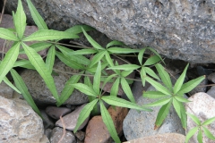 Merremia palmeri; Photo credit: JesÃºs SÃ¡nchez-Escalante (1)