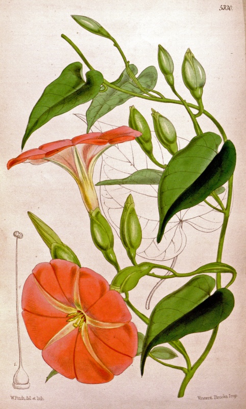 Operculina pteripes