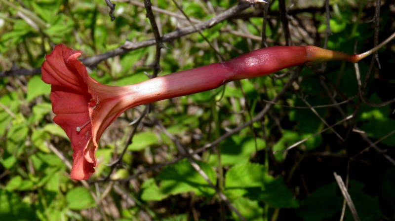 Operculina pteripes; Photo credit: T.R. Van Devender & R.A. Villa