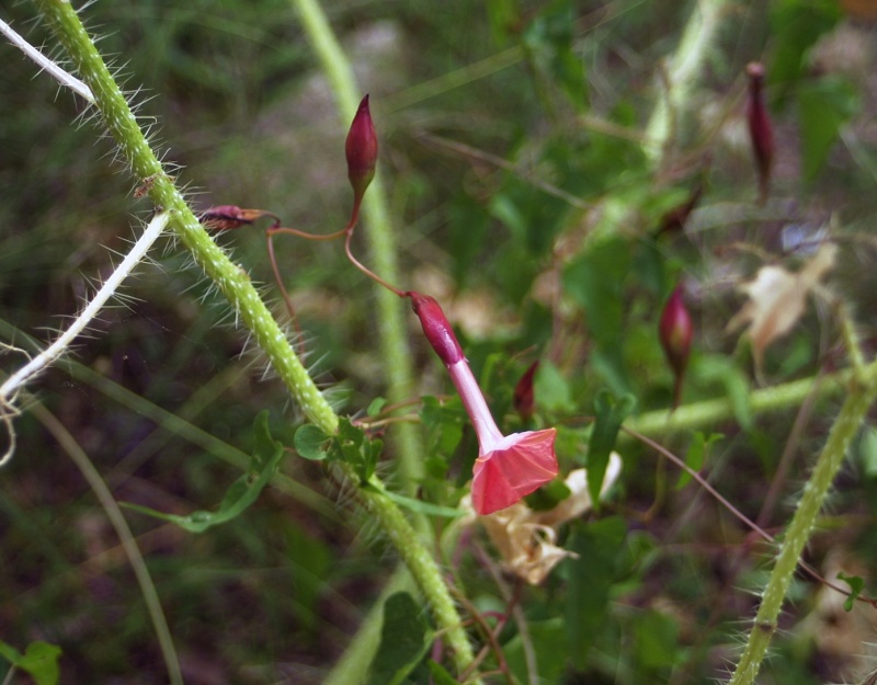 Operculina pteripes; Photo credit: JesÃºs SÃ¡nchez-Escalante