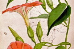 Operculina pteripes