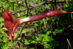 Operculina pteripes; Photo credit: T.R. Van Devender & R.A. Villa