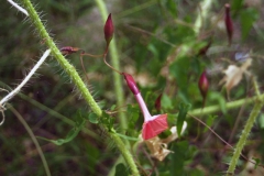 Operculina pteripes; Photo credit: JesÃºs SÃ¡nchez-Escalante