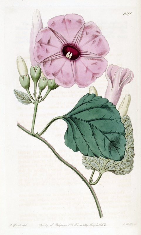 Ipomoea jalapa