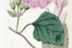 Ipomoea jalapa