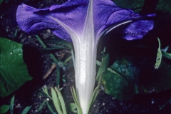 Ipomoea nil; Photo credit: Dan Austin (1)
